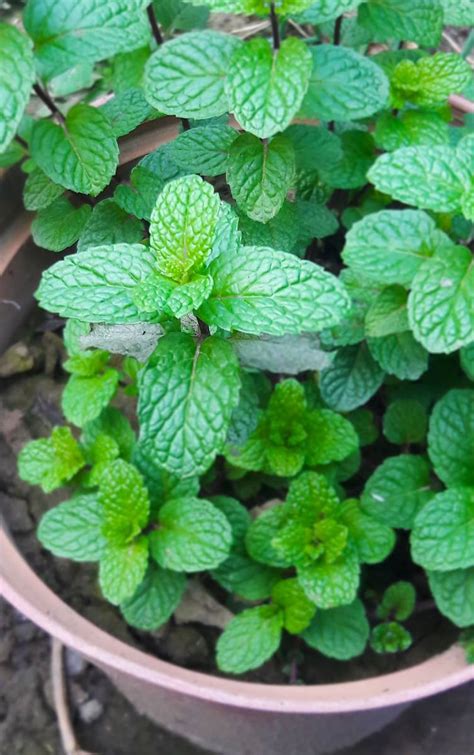 menthe en pot