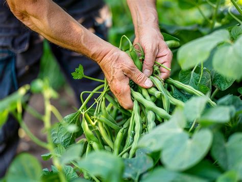 Étapes du buttage des haricots