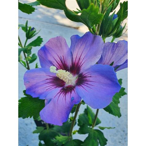 Illustration d'Hibiscus syriacus 'Oiseau Bleu' en pleine floraison
