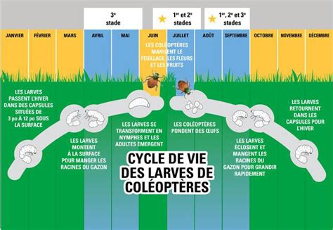 Infographie sur le cycle de vie du scarabée japonais