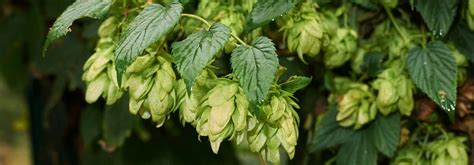 Diagramme des différentes parties d'une plante de houblon, mettant en évidence les fleurs mâles et femelles