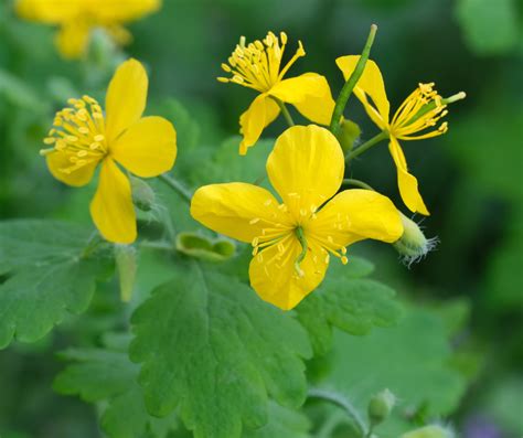 Illustration de la Chélidoine (Chelidonium majus) en fleurs