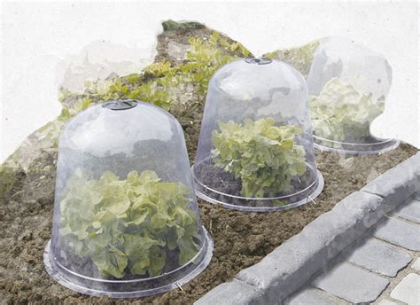 Ensemble de cloches de jardin protégeant des plants