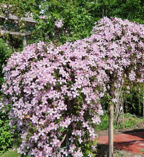 Exemple d'aménagement paysager avec Clématite montana 'Rubens' et d'autres plantes