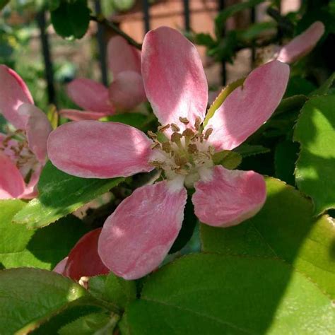 Gros plan sur les fleurs roses solitaires du Cognassier de Chine