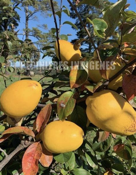 Exemple d'intégration réussie du Cognassier de Chine dans un jardin