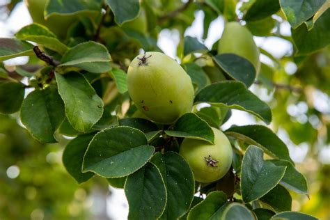 Feuilles et fruits verts du Chaenomeles cathayensis