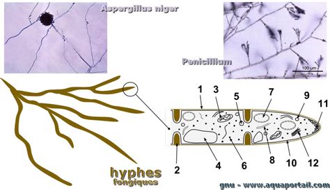 Illustration microscopique des hyphes et spores d'un champignon responsable de l'oïdium
