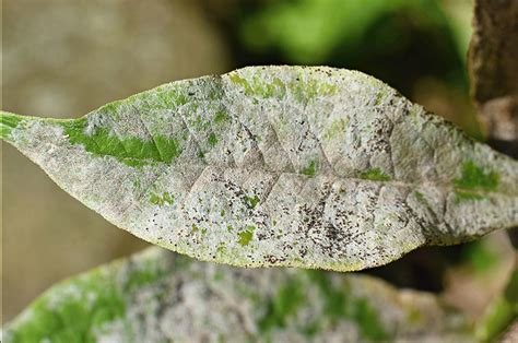 Feuilles de magnolia fortement atteintes par l'oïdium, montrant une déformation et un jaunissement