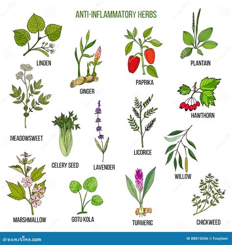 Plantes médicinales anti-inflammatoires
