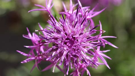 Harpagophytum (Griffe du Diable)