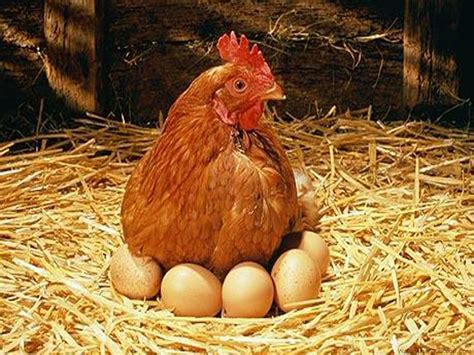 Poule pondeuse et oeufs