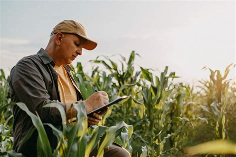 Agronome en pleine observation de culture