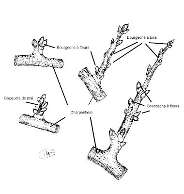 Schéma des différents bourgeons d'un arbre fruitier