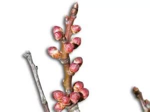 Bouquet de mai sur un pêcher