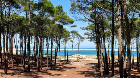 Forêt de pins maritimes en Gironde