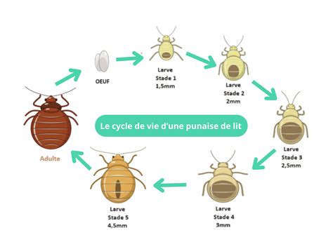 Cycle de vie d'une punaise (œufs, nymphe, adulte)