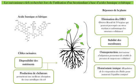 Schéma illustrant l'action des acides humiques et fulviques sur les racines des plantes