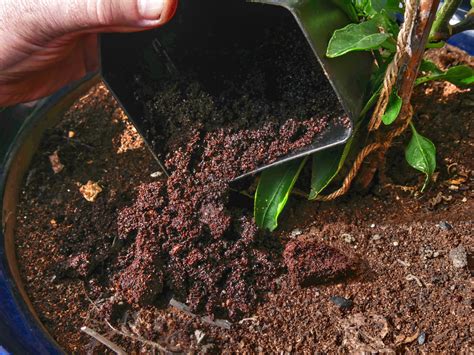 Marc de café épandu autour d'une plante en pot