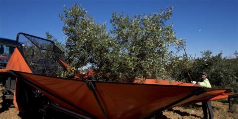 Champ d'oliviers avec une machine de récolte mécanique en action