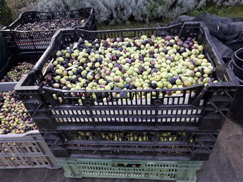 Une caisse d'olives fraîchement récoltées