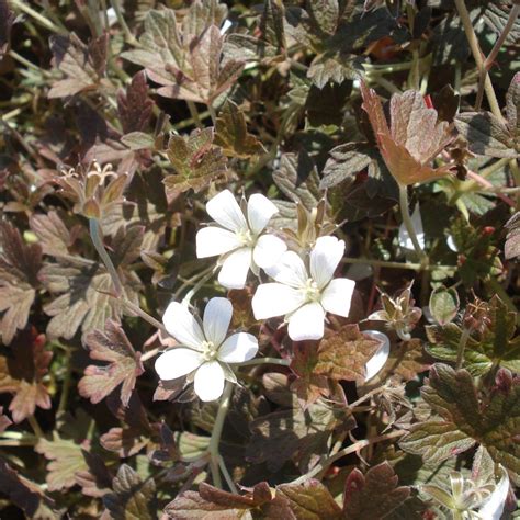 Géranium vivace blanc en fleurs avec son feuillage découpé