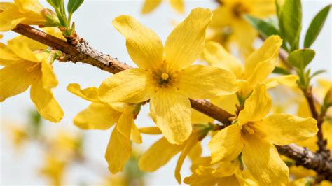 Illustration des différentes variétés de forsythia et leurs caractéristiques