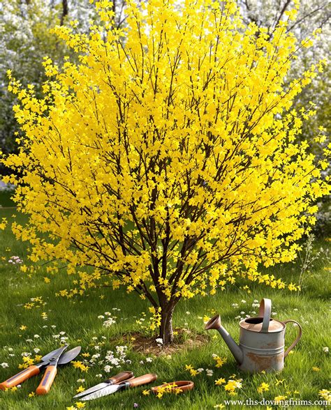 Schéma illustrant la période de floraison du forsythia et le moment idéal de la taille