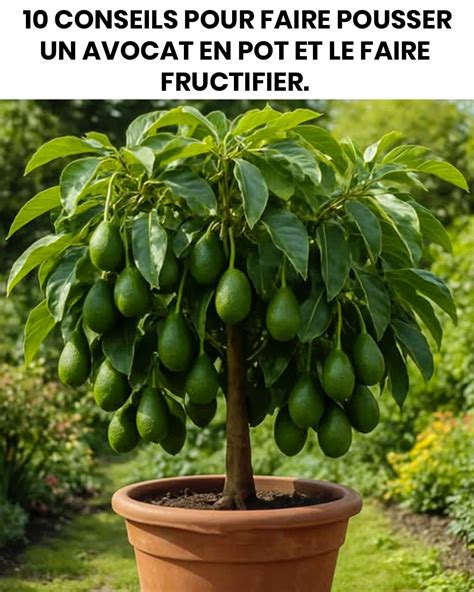 Illustration d'un avocatier sain et productif