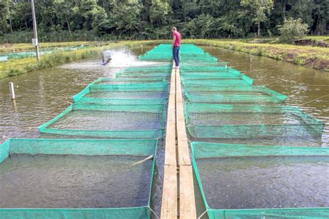 Outils de pisciculture