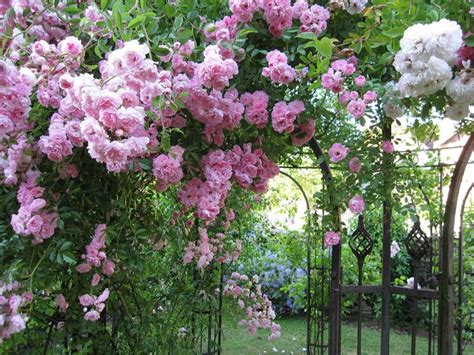 Un rosier liane en pleine floraison sur une pergola ancienne