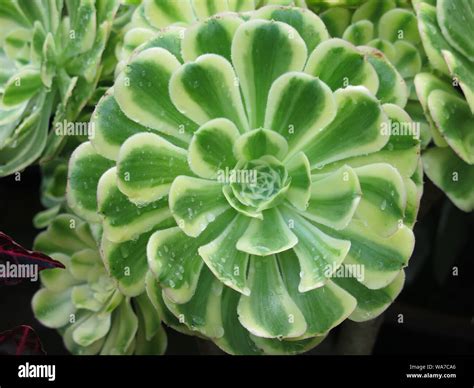 Rosette d'Echeveria aux feuilles charnues