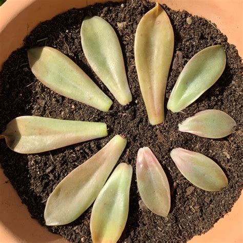 Boutures de feuilles d'Echeveria en cours de racinisation