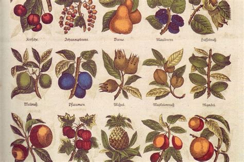 Illustration d'une variété de timbres représentant des fruits et des arbres fruitiers du monde entier