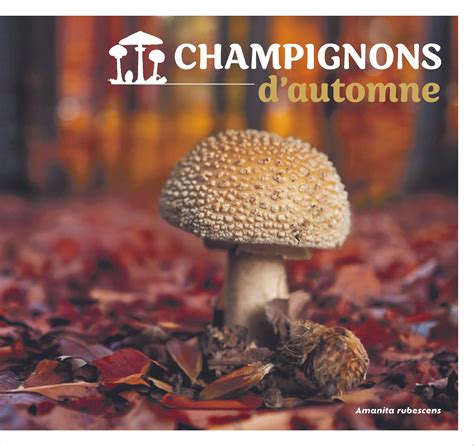 Image d'une série collector de timbres sur les champignons d'automne