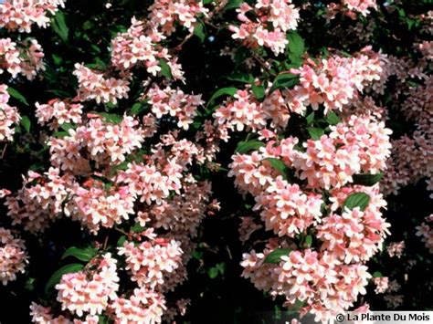 Arbuste Buisson de Beauté en fleurs