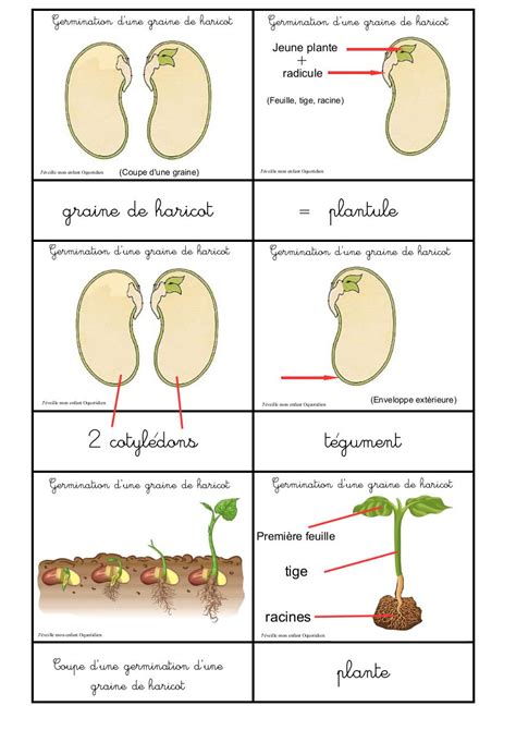Schéma illustrant les différentes étapes de la culture d'un bonsaï : de la graine à l'arbre formé