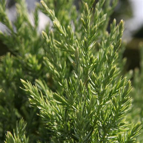 Photo montrant des graines de Genévrier de Chine et le matériel de germination nécessaire
