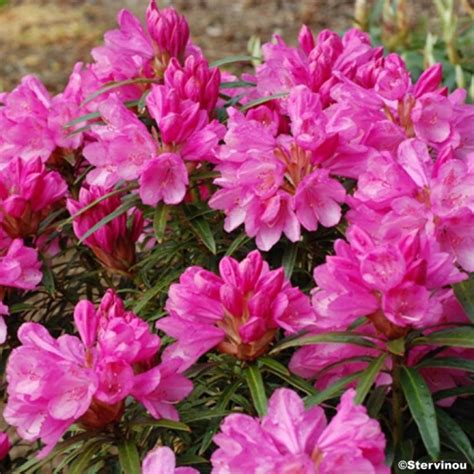Rhododendron Graziella en fleurs avec son feuillage fin et persistant