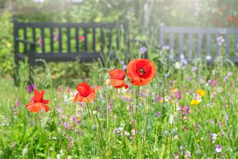 Paysage varié des jardins français avec une diversité de fleurs et d'arbres