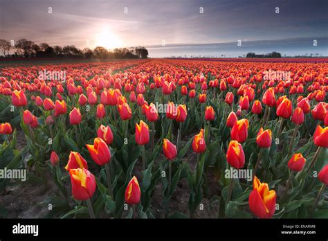 Un champ de tulipes rouges éclatantes au printemps
