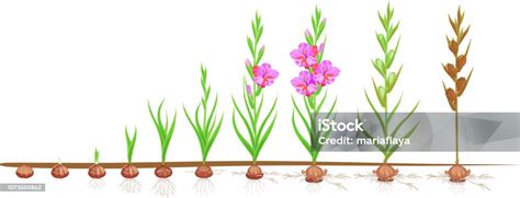 Schéma illustrant le cycle de vie d'un bulbe : plantation, floraison, jaunissement du feuillage et dormance.