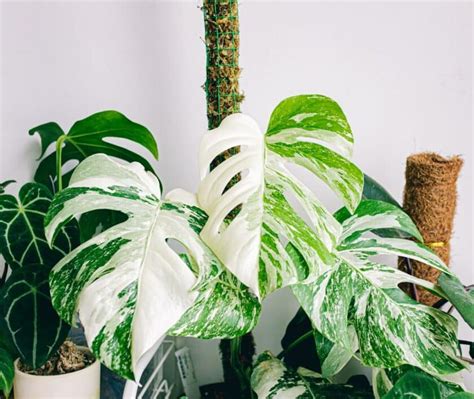 Monstera deliciosa variegata avec ses feuilles caractéristiques