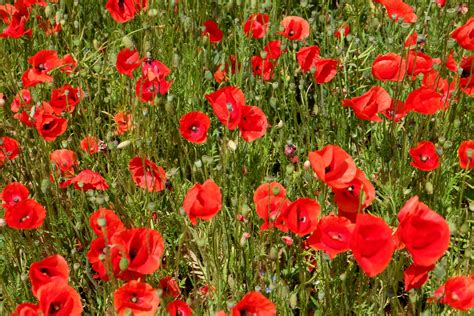 Champ de géraniums en pleine floraison estivale
