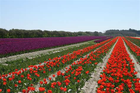 Champs de tulipes en fleurs à la pointe de la Torche sous un ciel breton