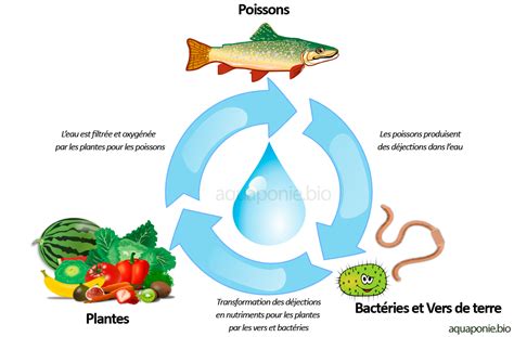 Schéma illustrant le cycle aquaponique avec poissons, plantes et bactéries