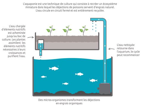 Système aquaponique domestique en fonctionnement
