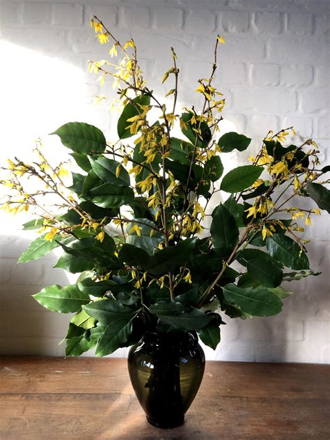 Rameaux de forsythia coupés pour le forçage