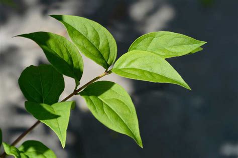 Feuilles de forsythia atteintes d'oïdium
