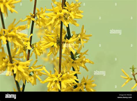 Galles sur une branche de forsythia
